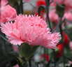 Blumenriviera