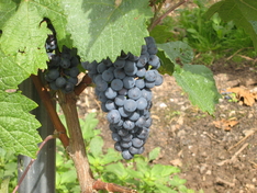 Weinrebe