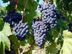 Wein aus Ligurien