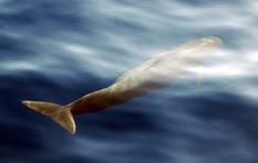 Whalewatching