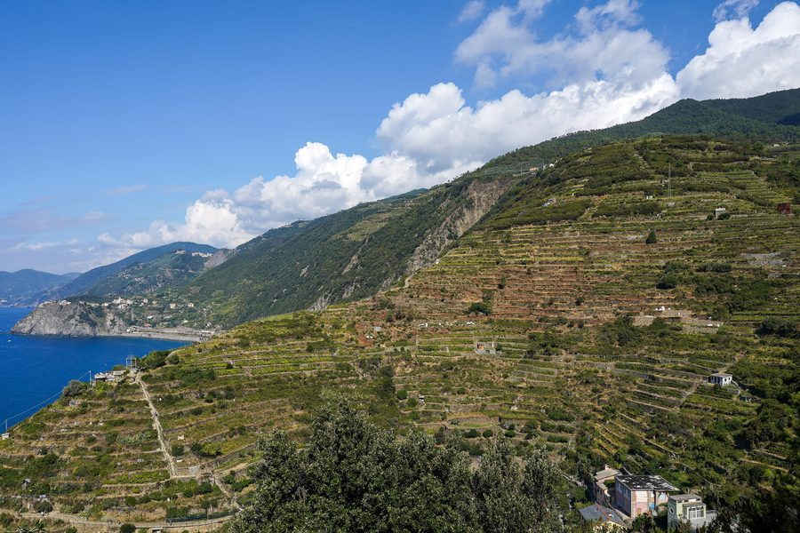 Weinbergterrassen oberhalb von Manarola in Richtung Volastra