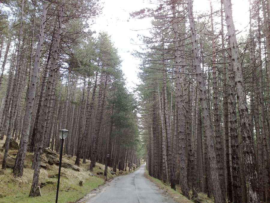 Waldlandschaft der Pineta di Suvero bei Rocchetta di Vara