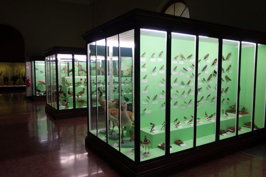 Vogelausstellung im Museo Civico di Storia Naturale Giacomo Doria in Genua