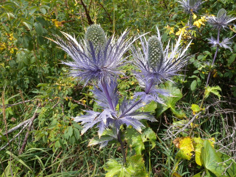 Blauer Alpen-Mannstreu (Eryngium alpinum)
