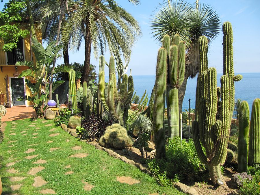 Pflanzen im Giardino Esotico Pallanca in Bordighera