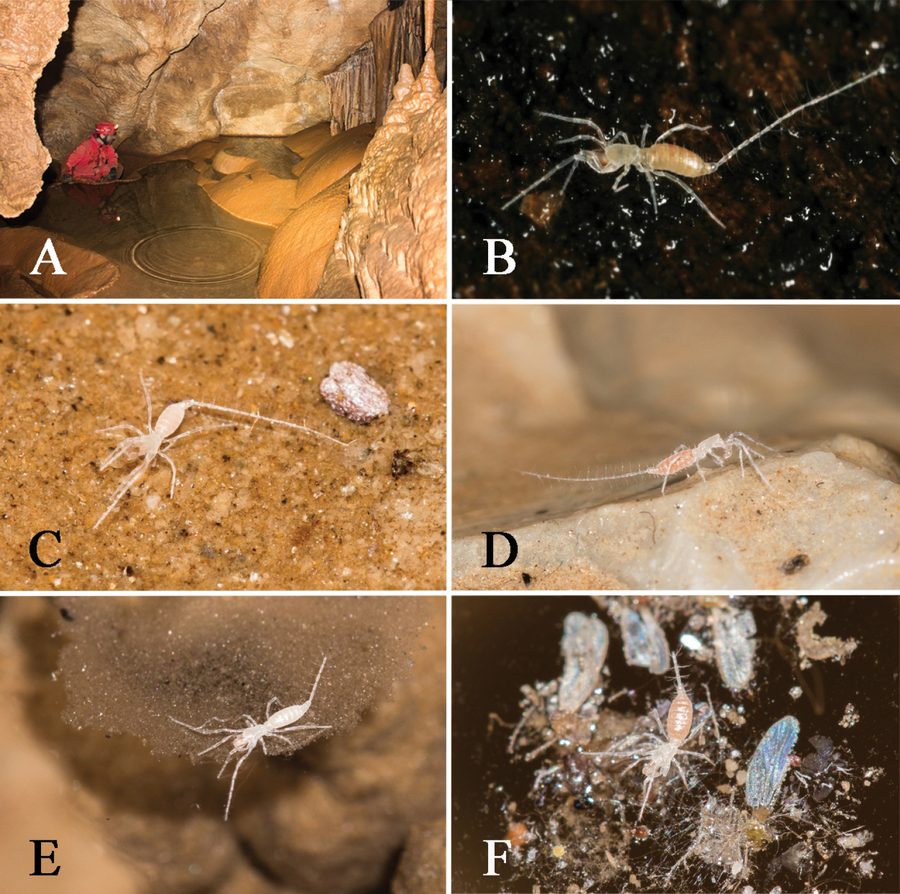 Gesteinsformationen und Mikrohabitate im Höhlensystem Buranco di Bardineto