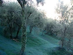 Oliven Ligurien