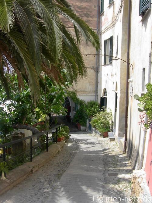 Mediterrane Planzen in Cervo