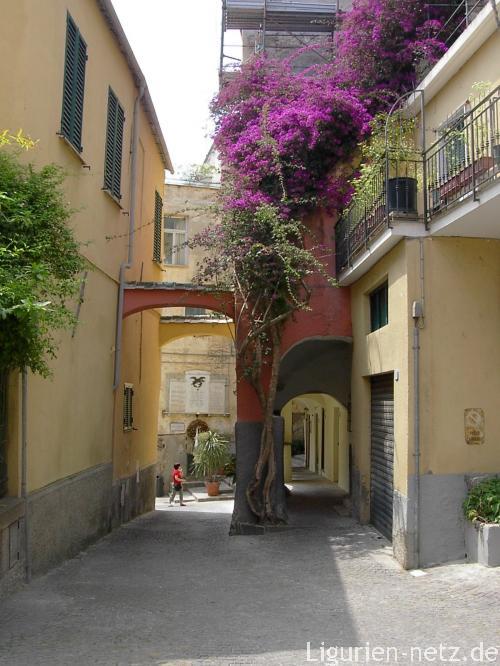 Bougainvillea in Cervo