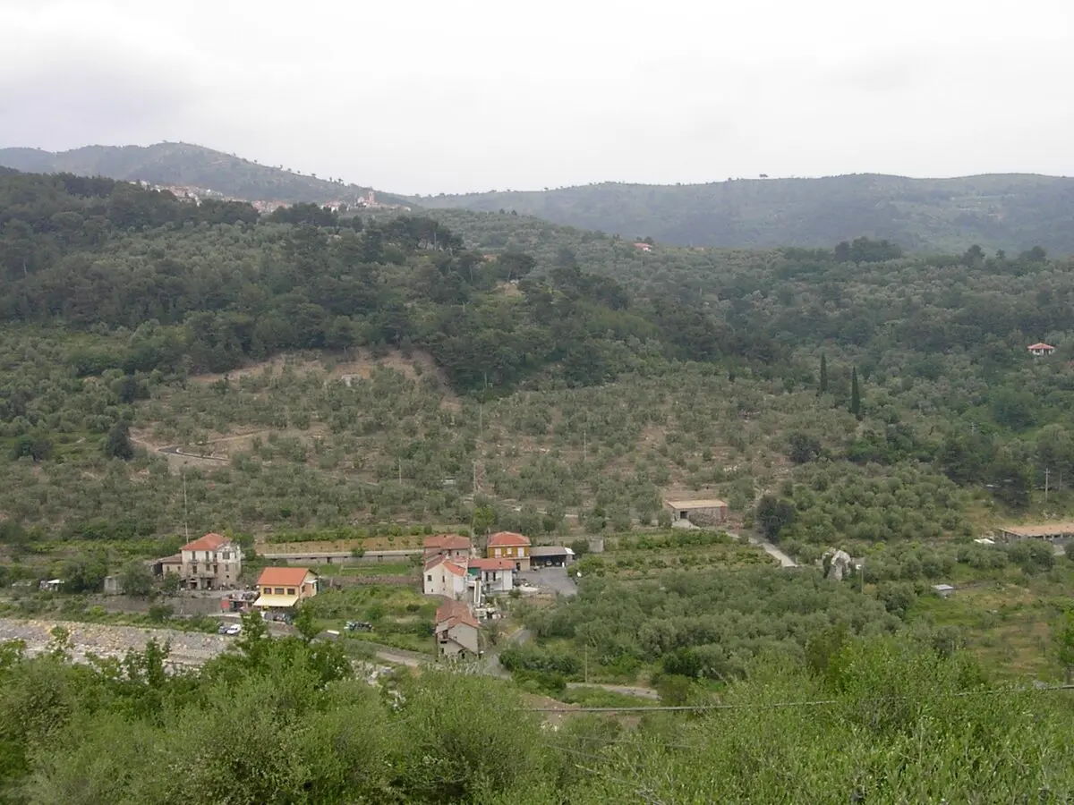 Taggiasca-Olivenhaine bei Pairola